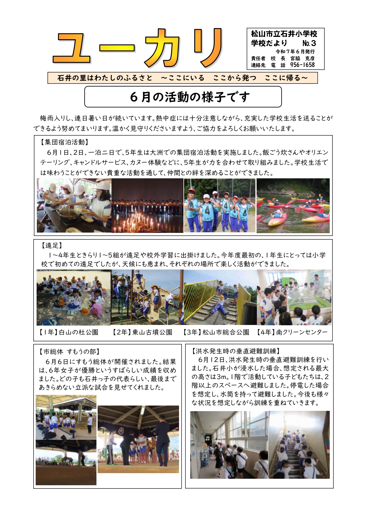 6月ユーカリ